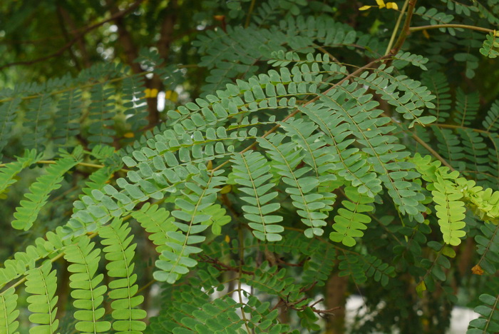 郁金香的种植方法