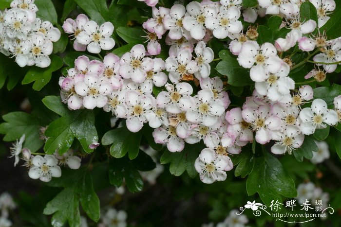 桃花介绍