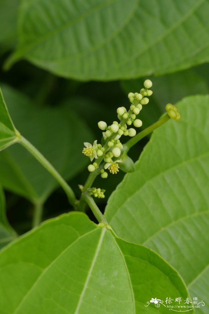 红苞喜林芋