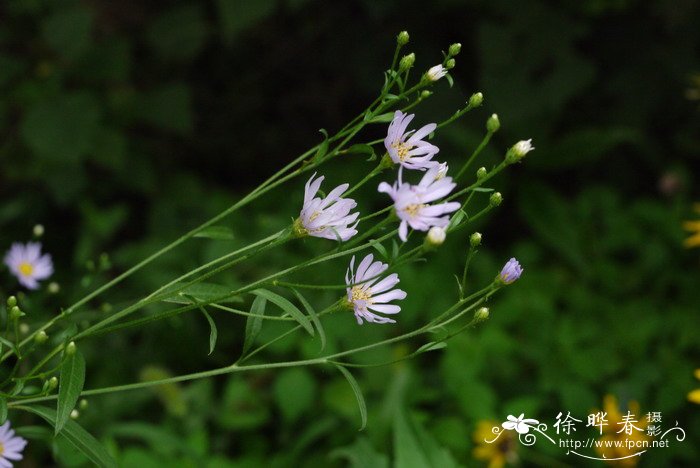 种植白芨种子