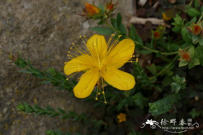 无花果种植技术与管理