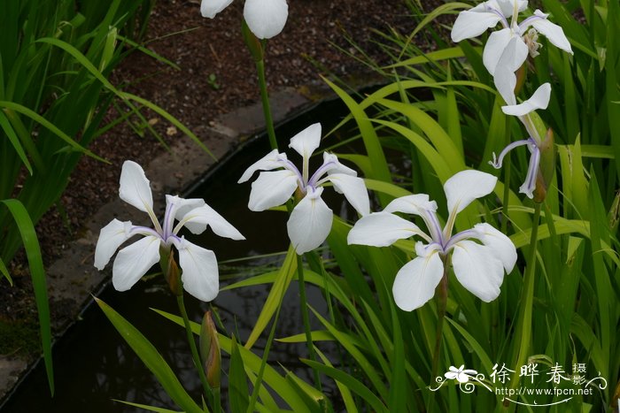 基本农田可以种植什么