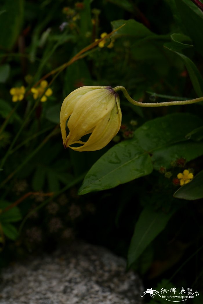 球花石斛图片