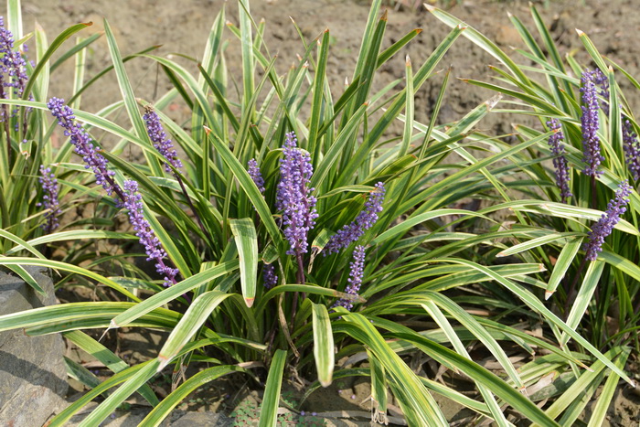 百合花的样子