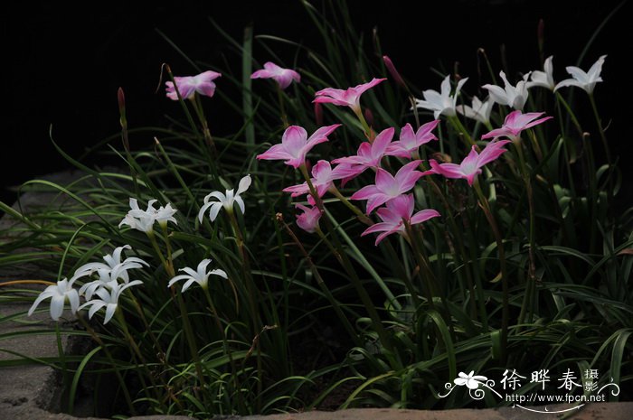 花卉大全及花名