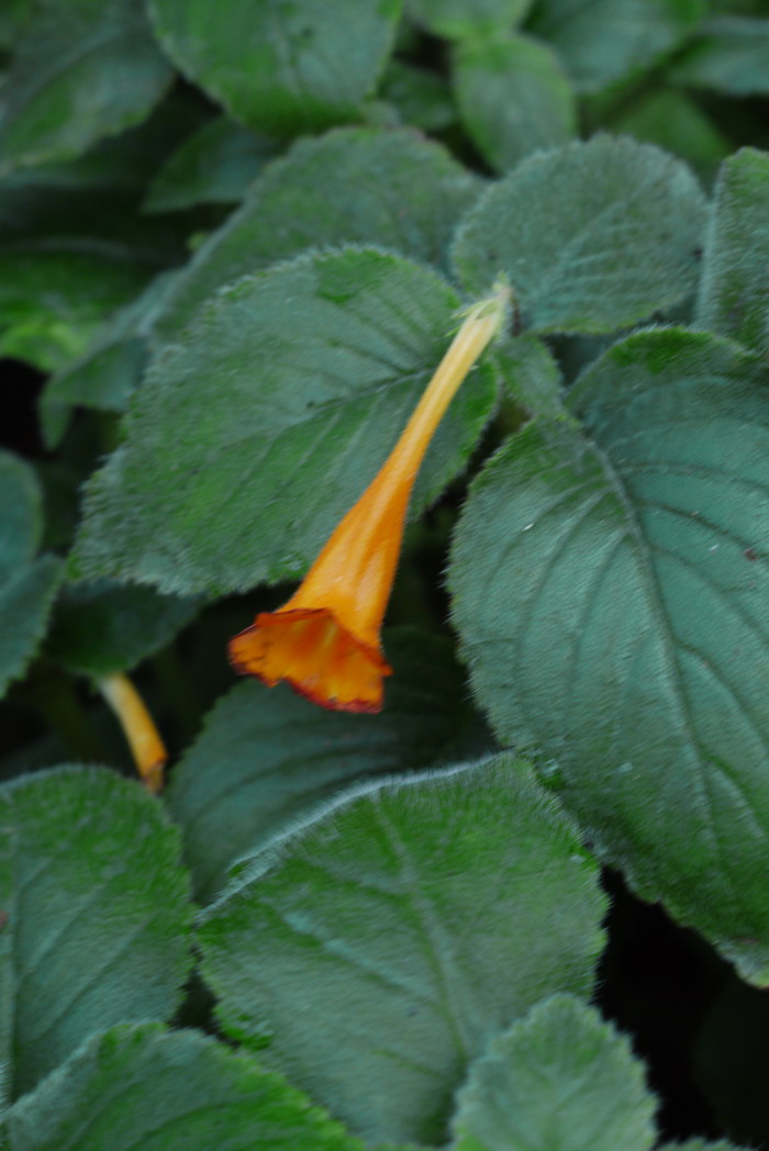 百合花开完花后植株如何处理