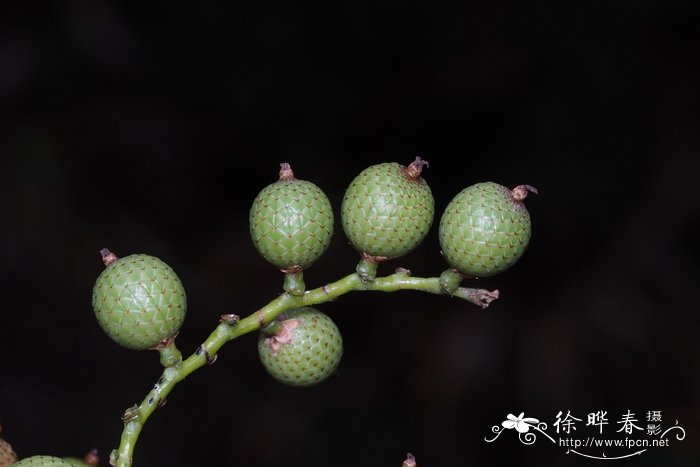 油画花