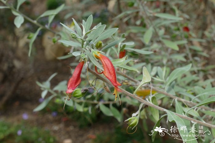 花枯萎了怎么救活