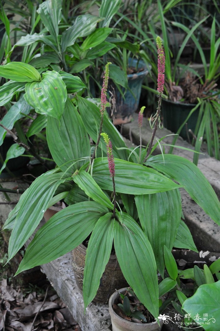 百合的花语