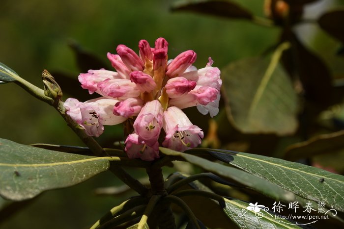 夏天开什么花