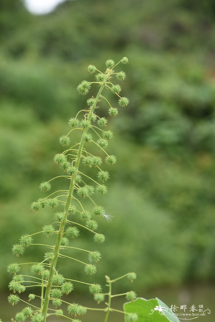 木瓜怎么催熟比较快