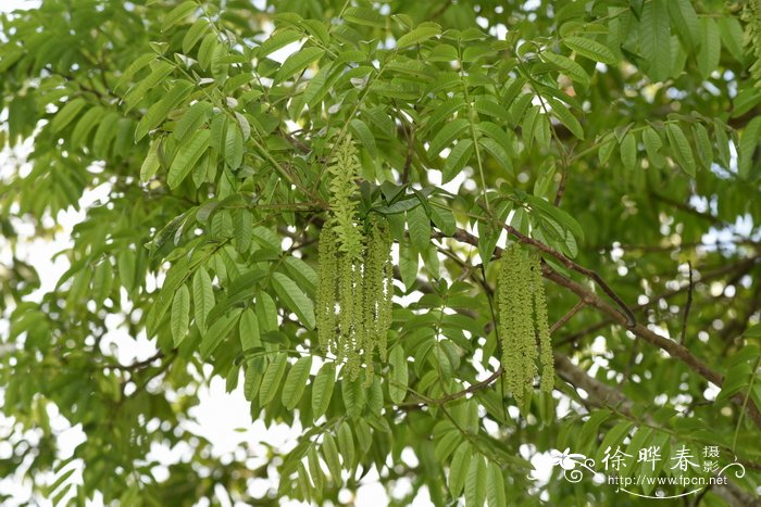 广玉兰花图片