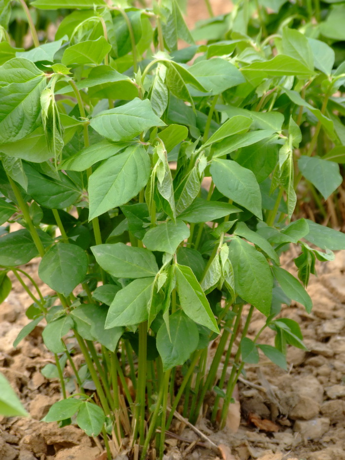 高山杜鹃花图片