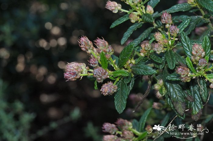 球兰花的种植方法及养护