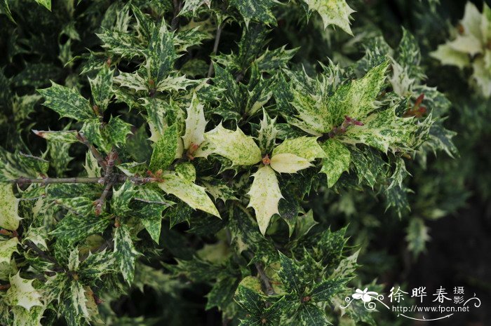 水性杨花泸沽湖几月开花