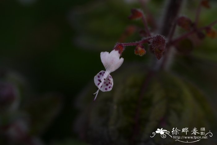 白玉兰花图片