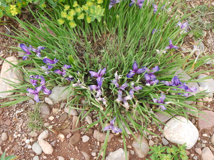 水仙花花语