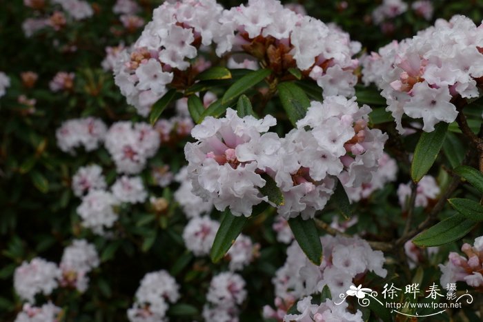 桃花有什么特点