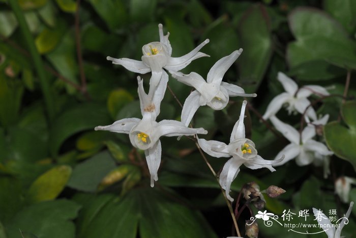 蔬菜花束图片大全