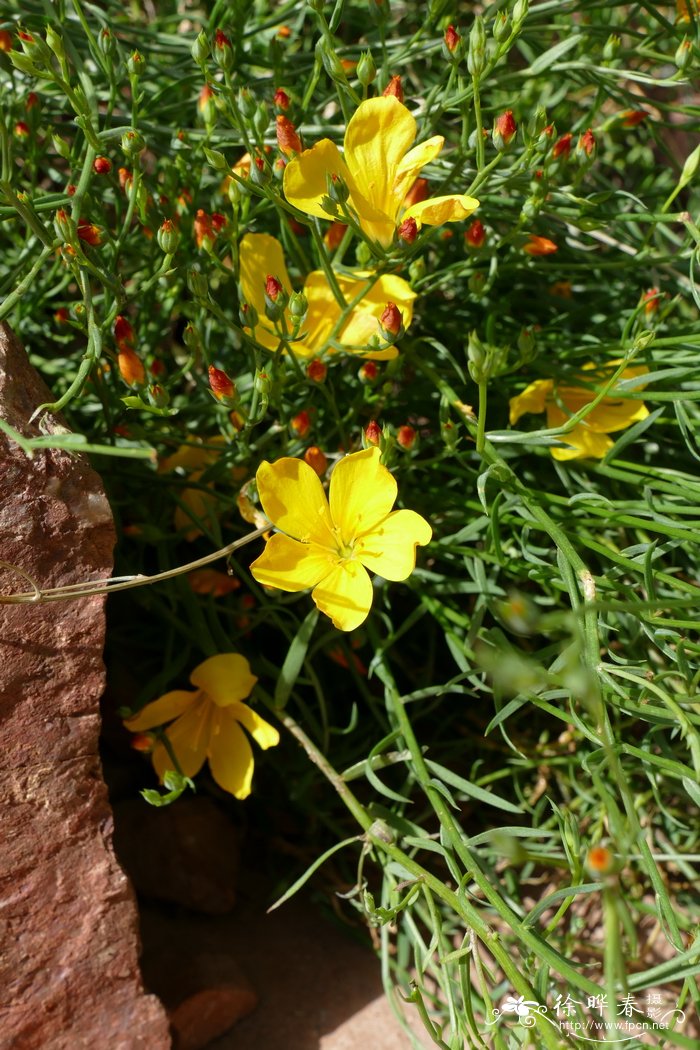 冬季芦荟怎么养