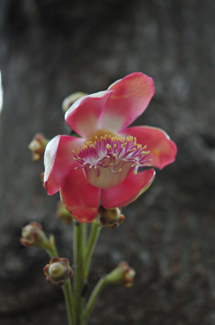 杜鹃花的花语