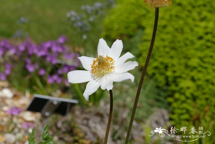 无花果的花