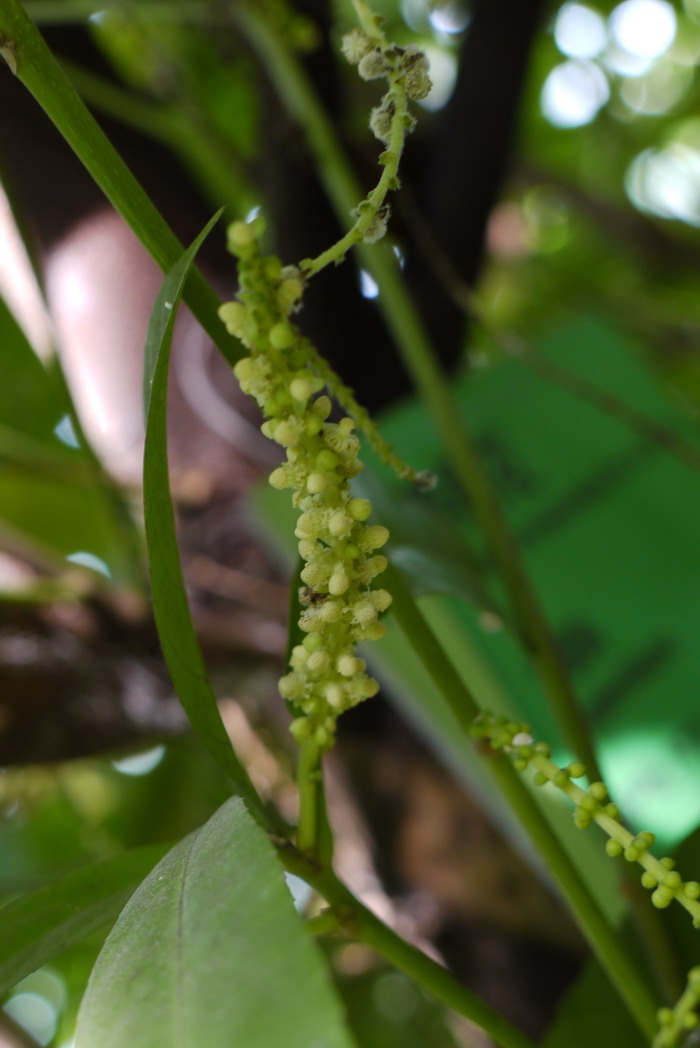 蝴蝶兰开花时间