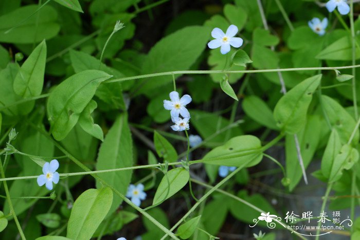 黑色曼陀罗花