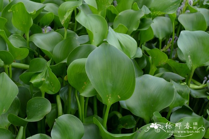 紫苏种植时间和方法