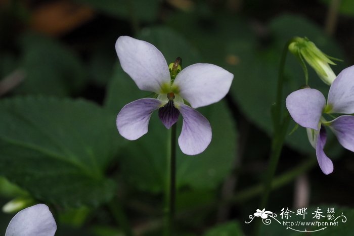 月光花