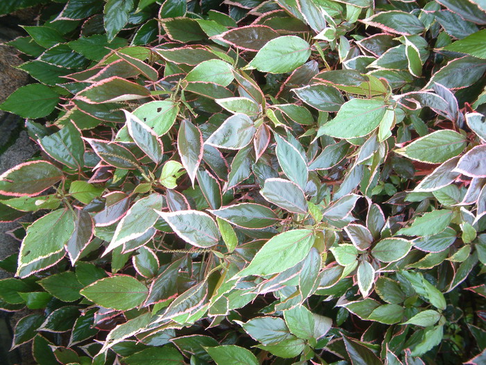 百合花开完花后植株如何处理