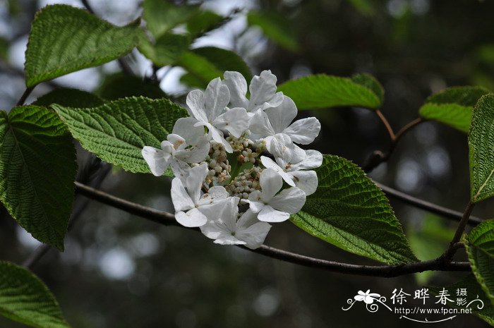 丛生桂花