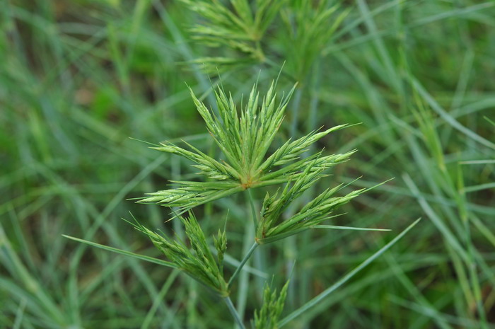 背阴地方适合种什么蔬菜