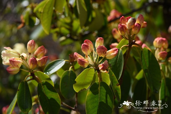 毛茛花