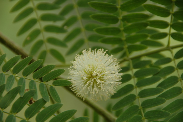 鼠尾草花语