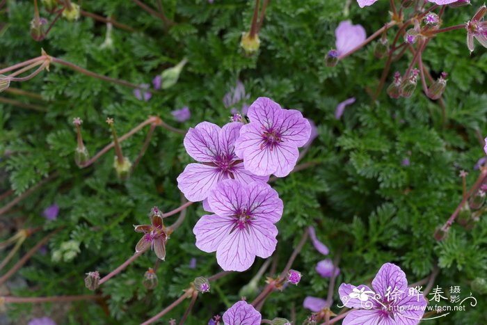 迎春花特点