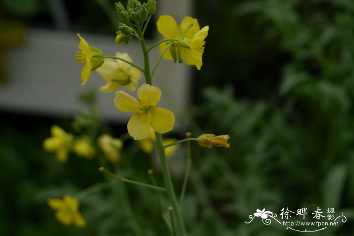 绣球花蔫了怎么救活