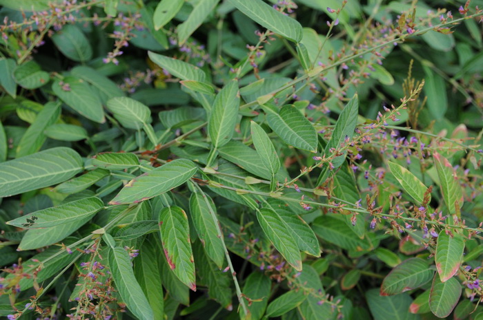 粉色郁金香花语和寓意