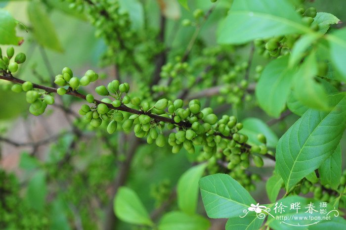 花毛茛花期