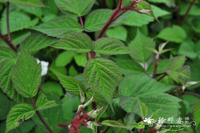 橘子盆栽种植方法