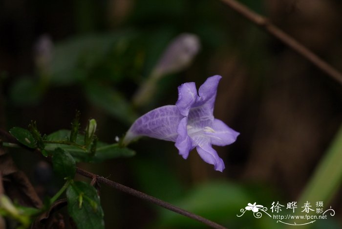 迎春花盆景