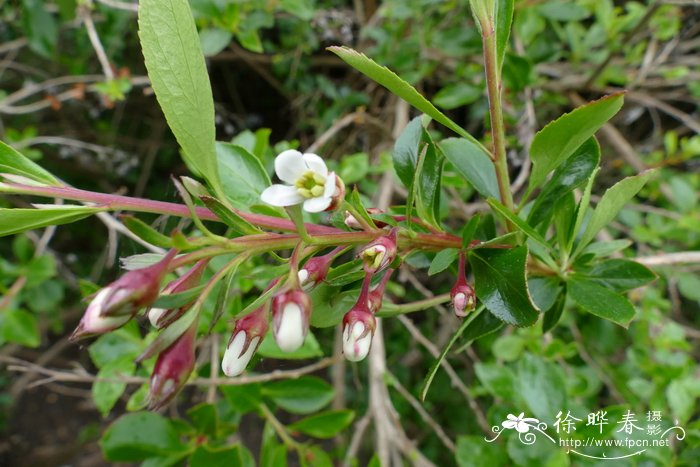 水性杨花泸沽湖几月开花