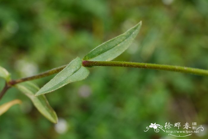 红掌花图片