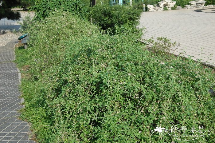 水仙花长什么样