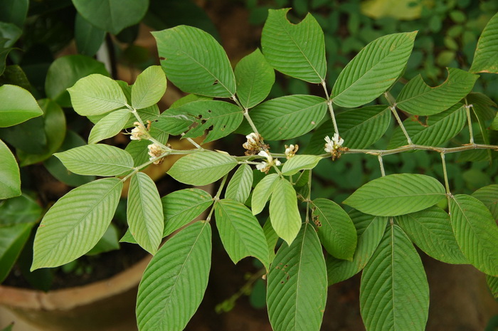 芭蕉和香蕉区别在哪里