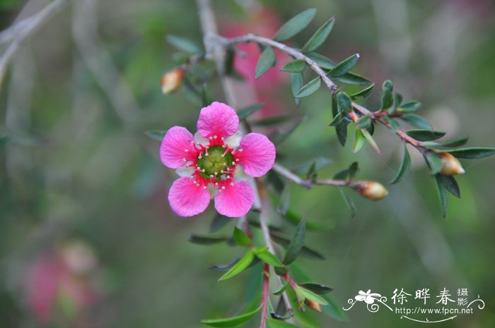 牵牛花有毒吗