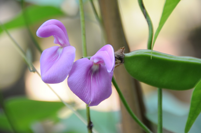 羊角花