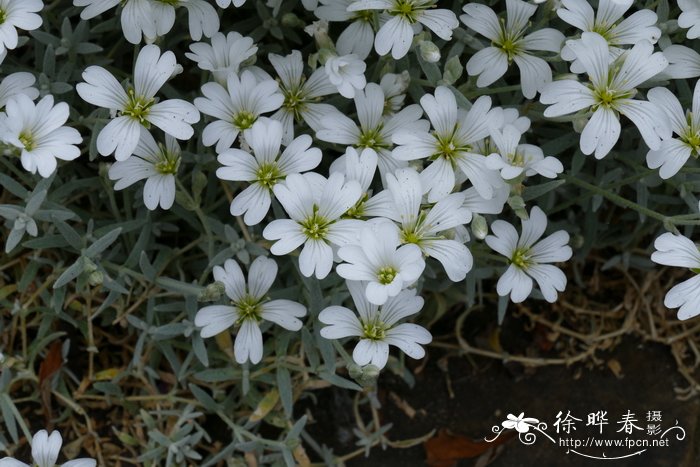 菊花有哪几种颜色