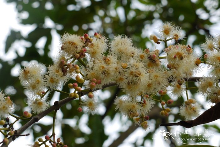 大丽花花语