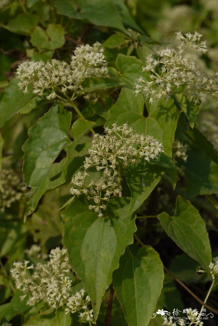 蝴蝶兰开花时间